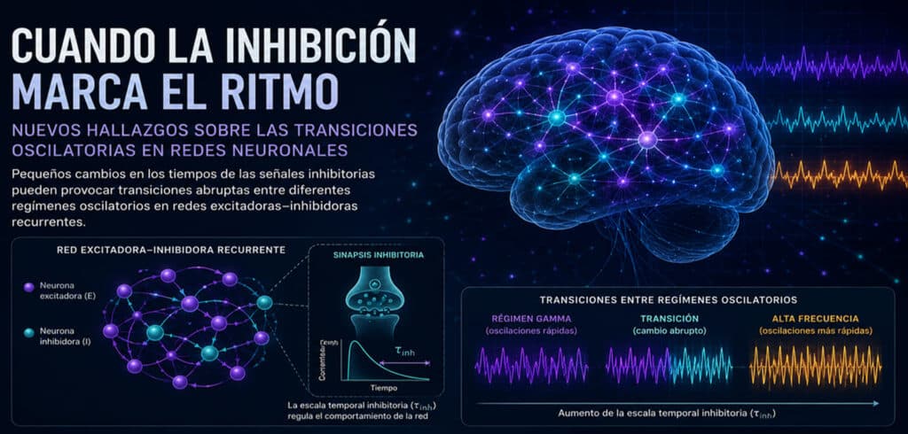 La inhibición y los ritmos cerebrales
